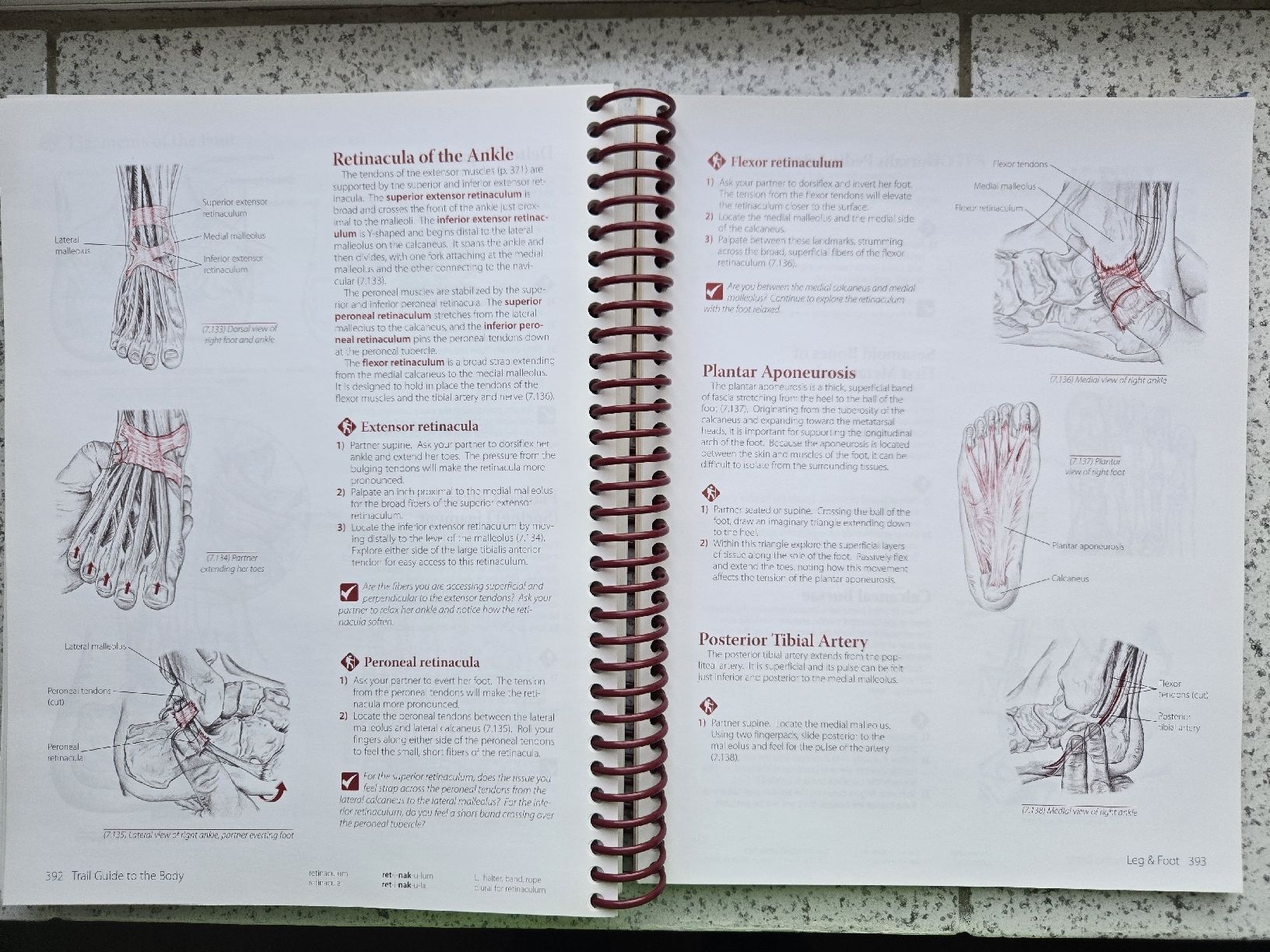 Libri: anatomy trail guide to the body – Usato da Montet (Broye) venduto da CandiceD 2