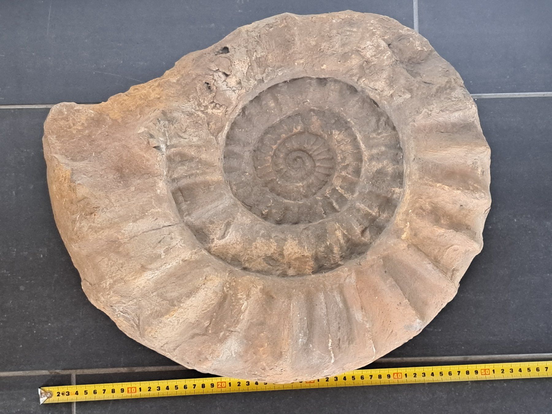 Fossili: Riesiger Ammonit - 28.9 kg – Usato da Wichtrach venduto da LuckyLuke69 2