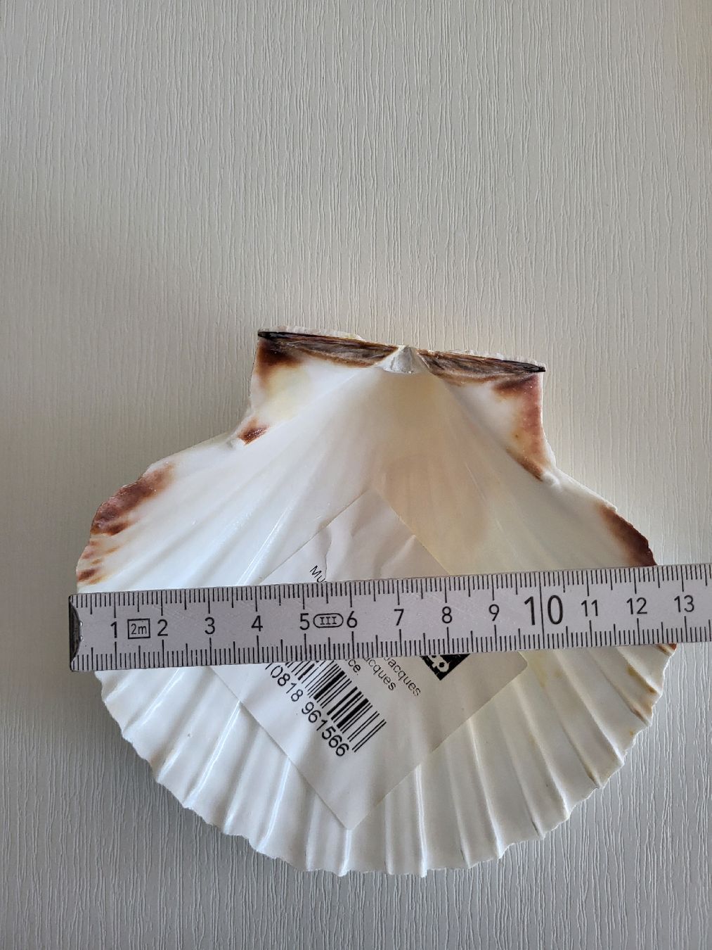 Tutte le decorazioni: Set 6 stk Muschelschale St Jacques – Usato da Suhr venduto da lul_87gh 3