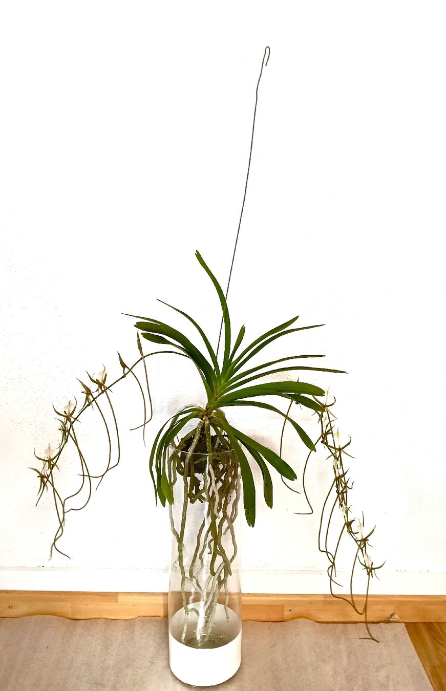 Piante & sementi: Plectrelminthus Caudatus – Nuovo (secondo la descrizione) da schöftland venduto da UniquePlants 1