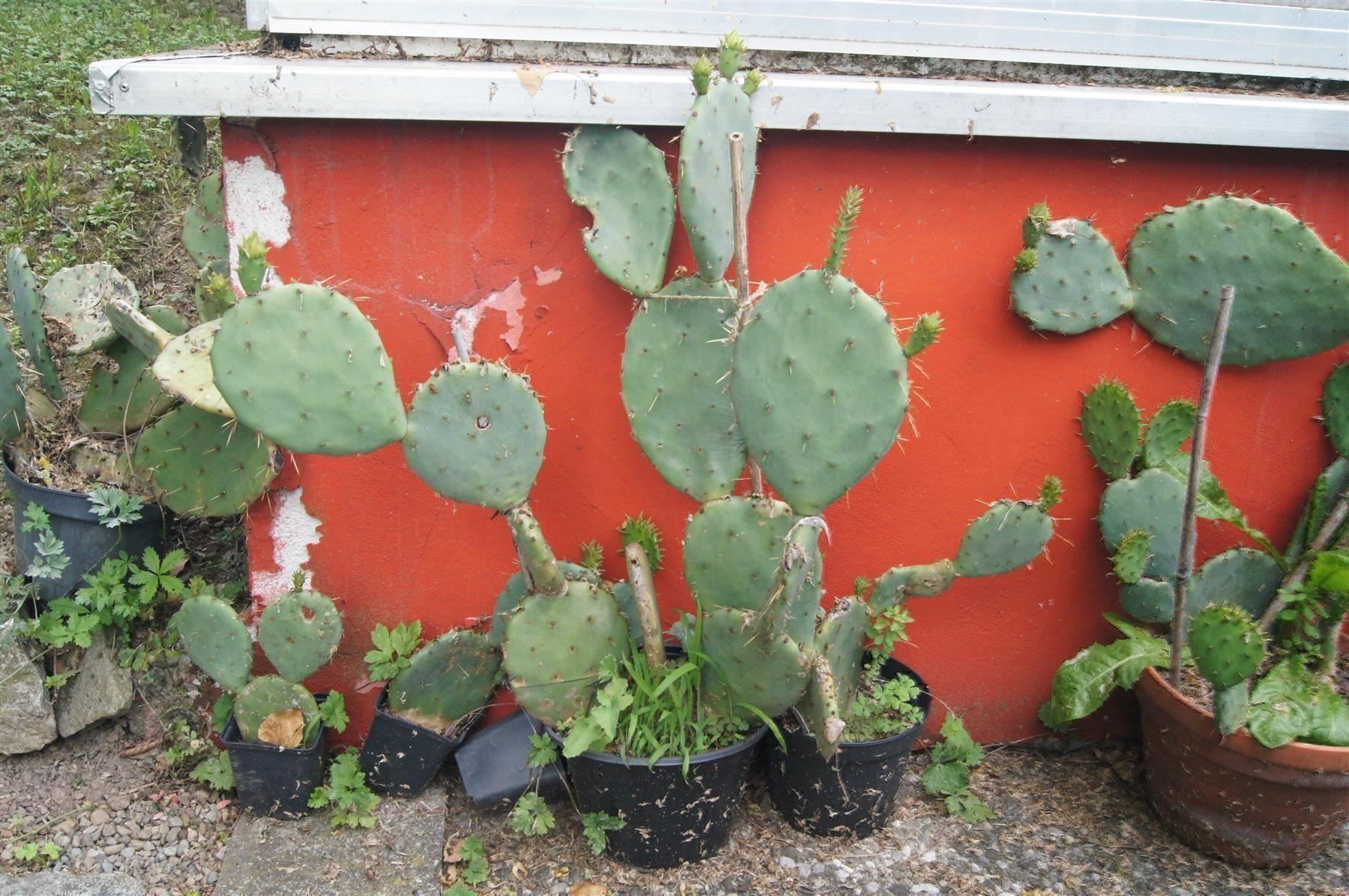 Winterharter Kaktus Opuntia engelmannii (Neu (gemss Beschreibung)) in  Geroldswil fr CHF 35  nur Abholung auf Ricardo kaufen