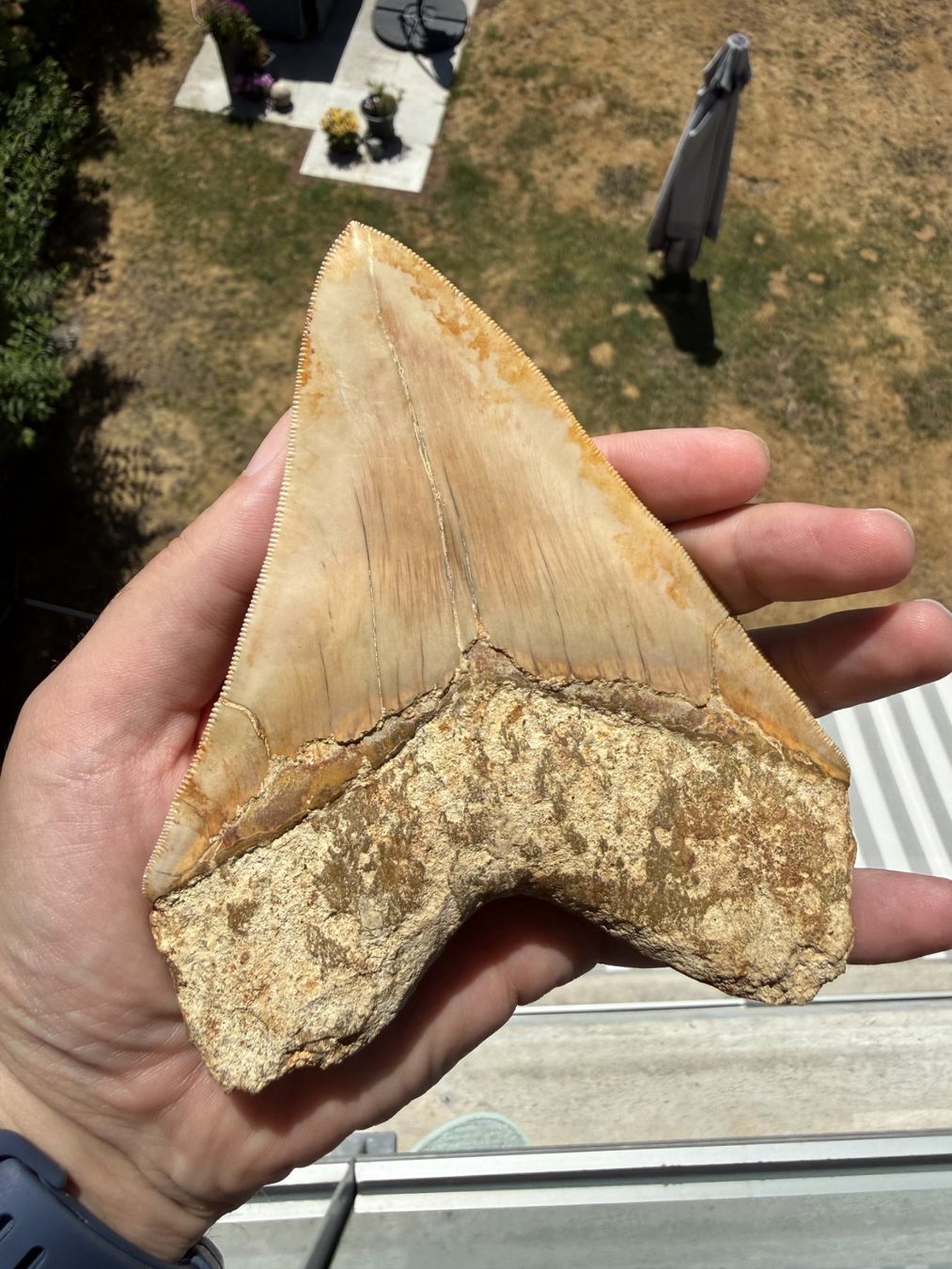 Fossilien: Monster Megalodon Zahn Indonesien – Gebraucht aus schüpfen von rica122 1