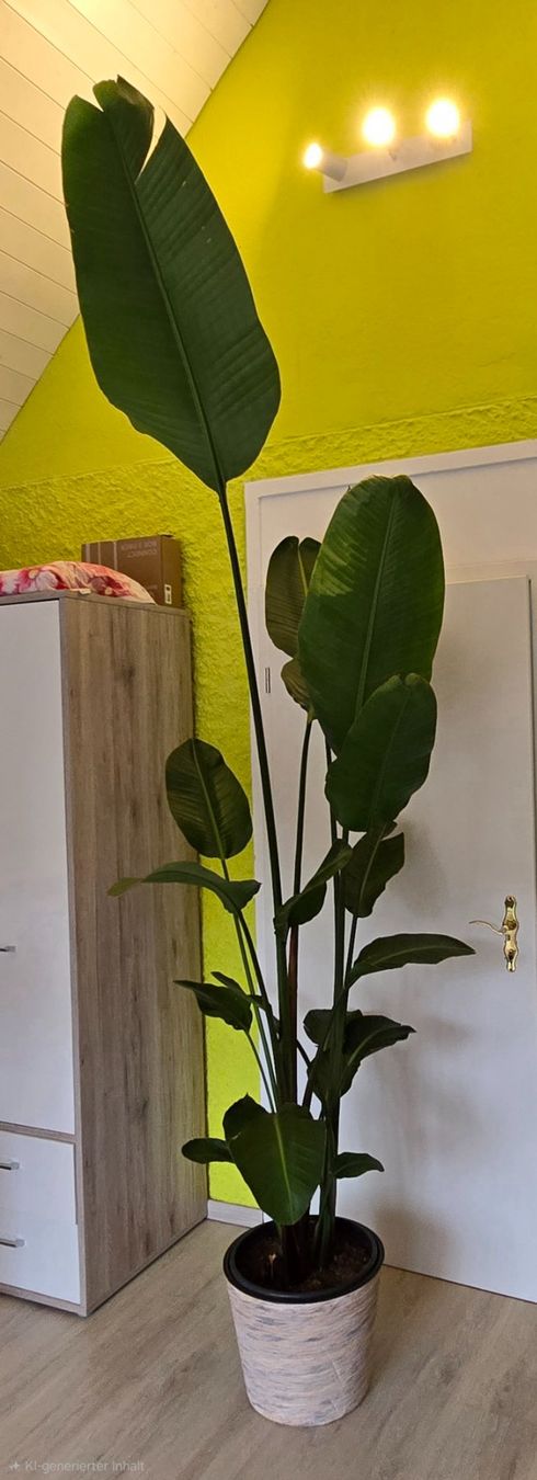 Piante & sementi: Strelitzia – Usato da Aarburg venduto da Glitzerschein 3