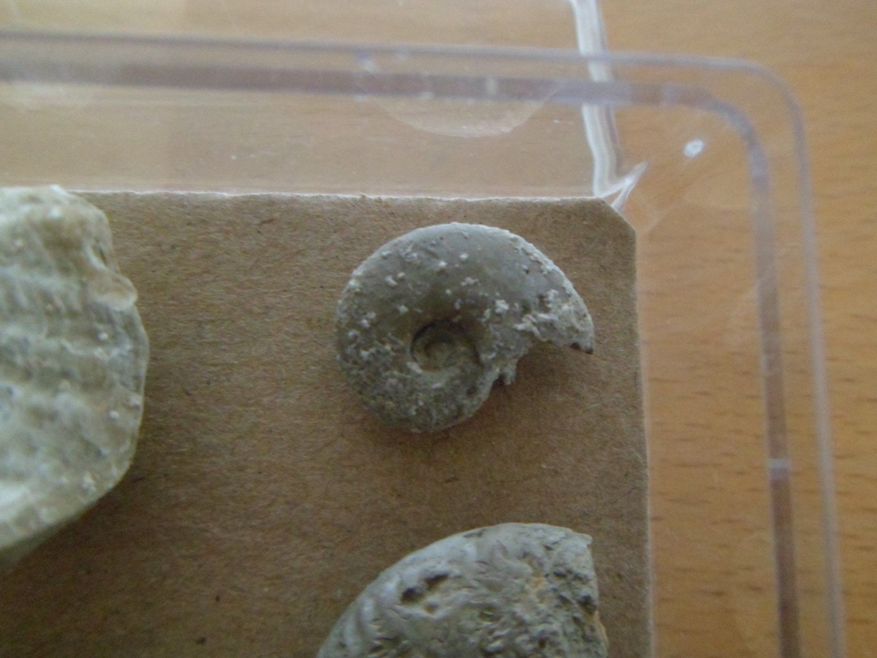 Fossili: Fossilien Schweiz – Usato da Affoltern am Albis venduto da Fossil60 2