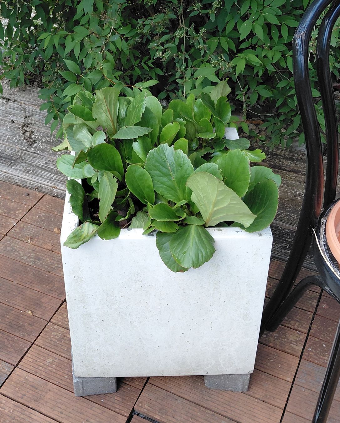 Piante & sementi: Gartenpflanzen diverse 10 stk – Usato da zuchwil venduto da parson65 3