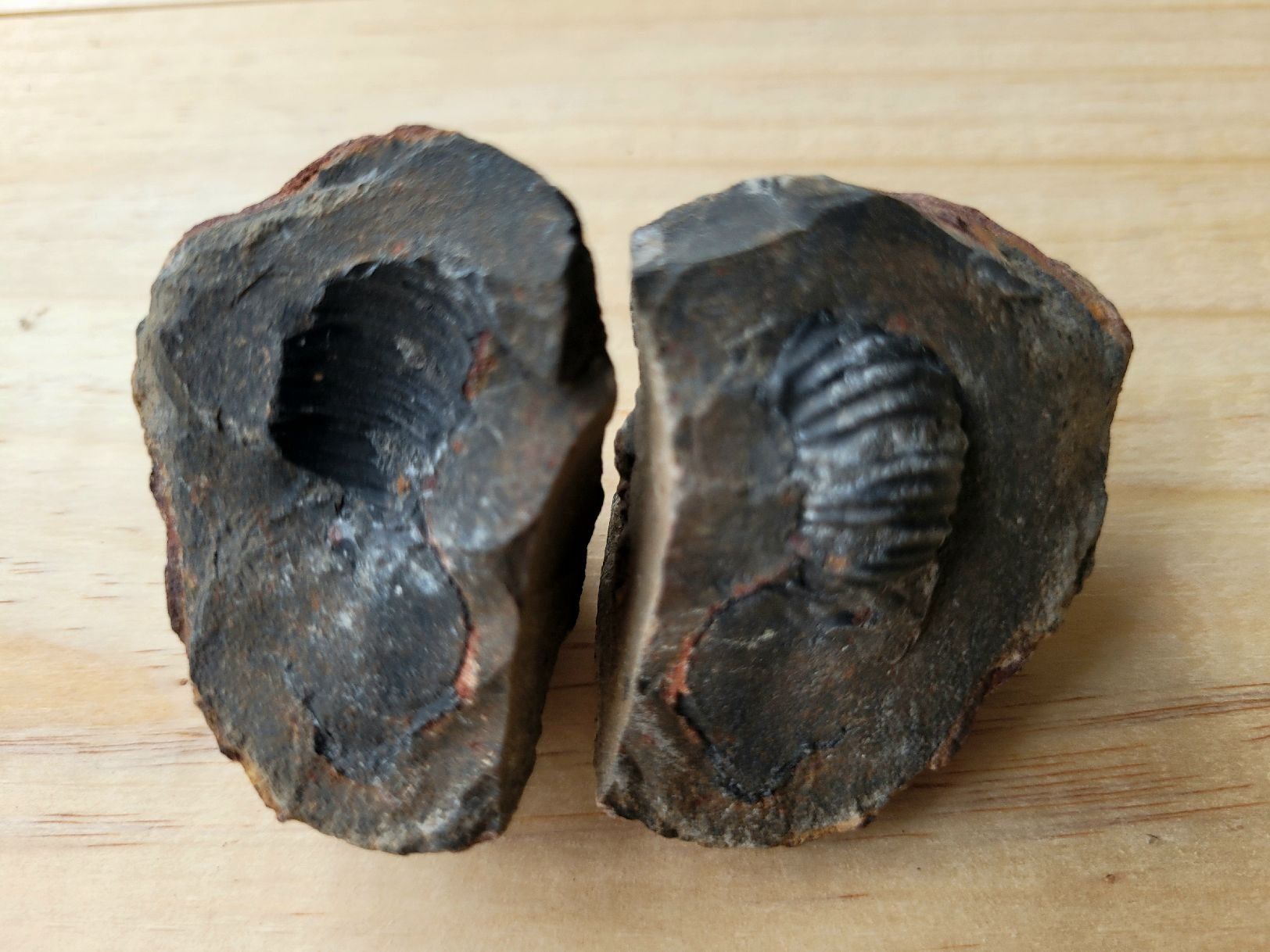 Fossili: Fossilien, diverse Arten, Spezien – Nuovo (secondo la descrizione) da Unterengstringen venduto da orpheo13 3