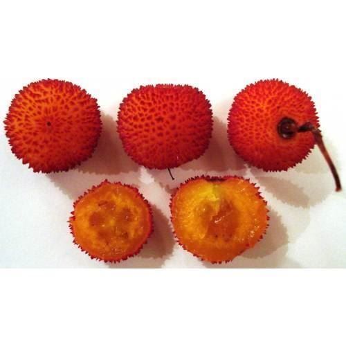 Piante & sementi: Arbousier ARBRE AUX FRAISES  20cm – Nuovo (secondo la descrizione) da Bremblens venduto da FIBONACCI369