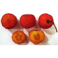 Arbousier ARBRE AUX FRAISES  20cm