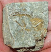 Deko Naturstein E-42 – Fossil Trilobiten Schwanz