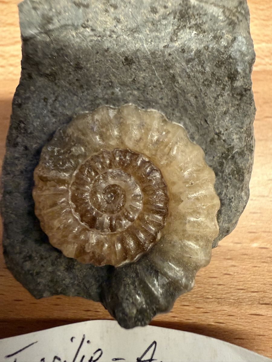 Fossilien: Ammonit – Gebraucht aus Grenchen von Bastet007 1