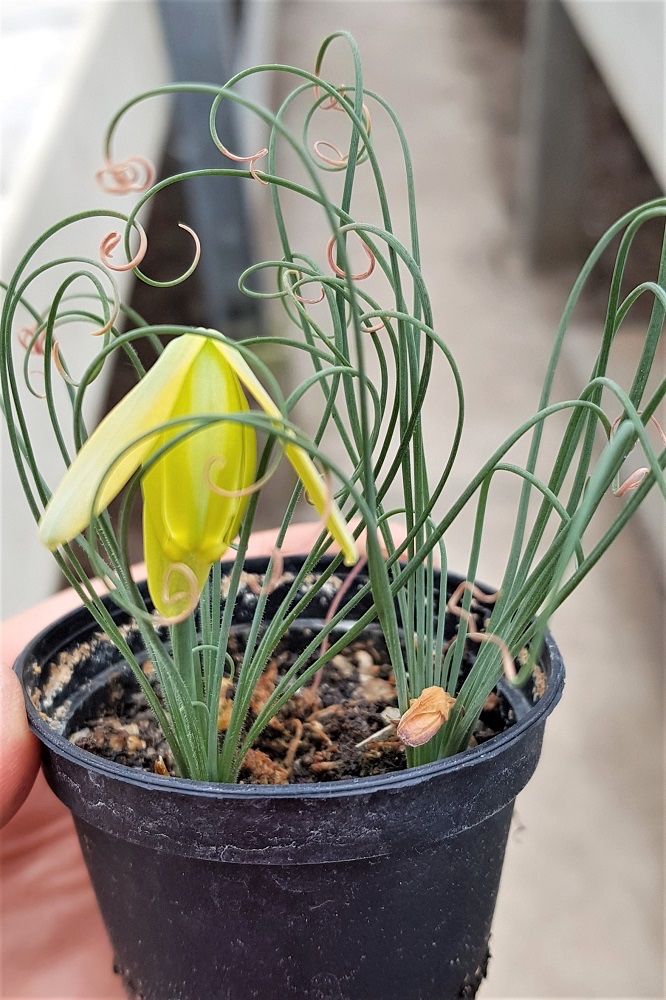 Piante & sementi: Albuca spiralis cv. Frizzle Sizzle – Nuovo (secondo la descrizione) da Thalheim venduto da silvara01