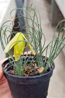 Albuca spiralis cv. Frizzle Sizzle
