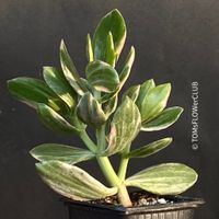 Crassula Ovata Albo Variegata - seltene weisse Panaschierung