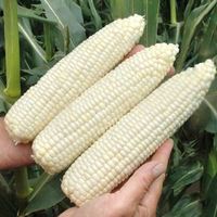 Maïs doux blanc (antique de Croatie) 20g