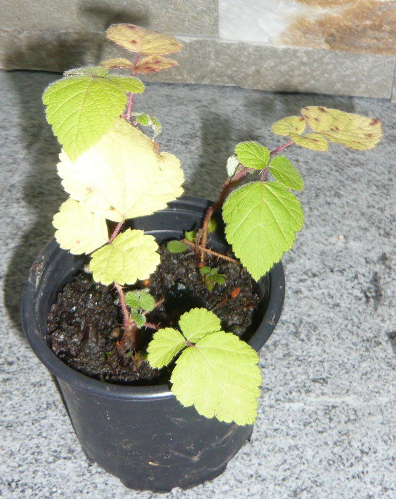 Piante & sementi: japanische Brombeeren – Usato da Ruggell venduto da Btt