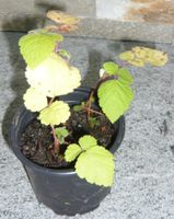 japanische Brombeeren