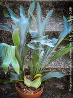 Platycerium Bifurcatum - Geweihfarn im Ton Topf - top robust