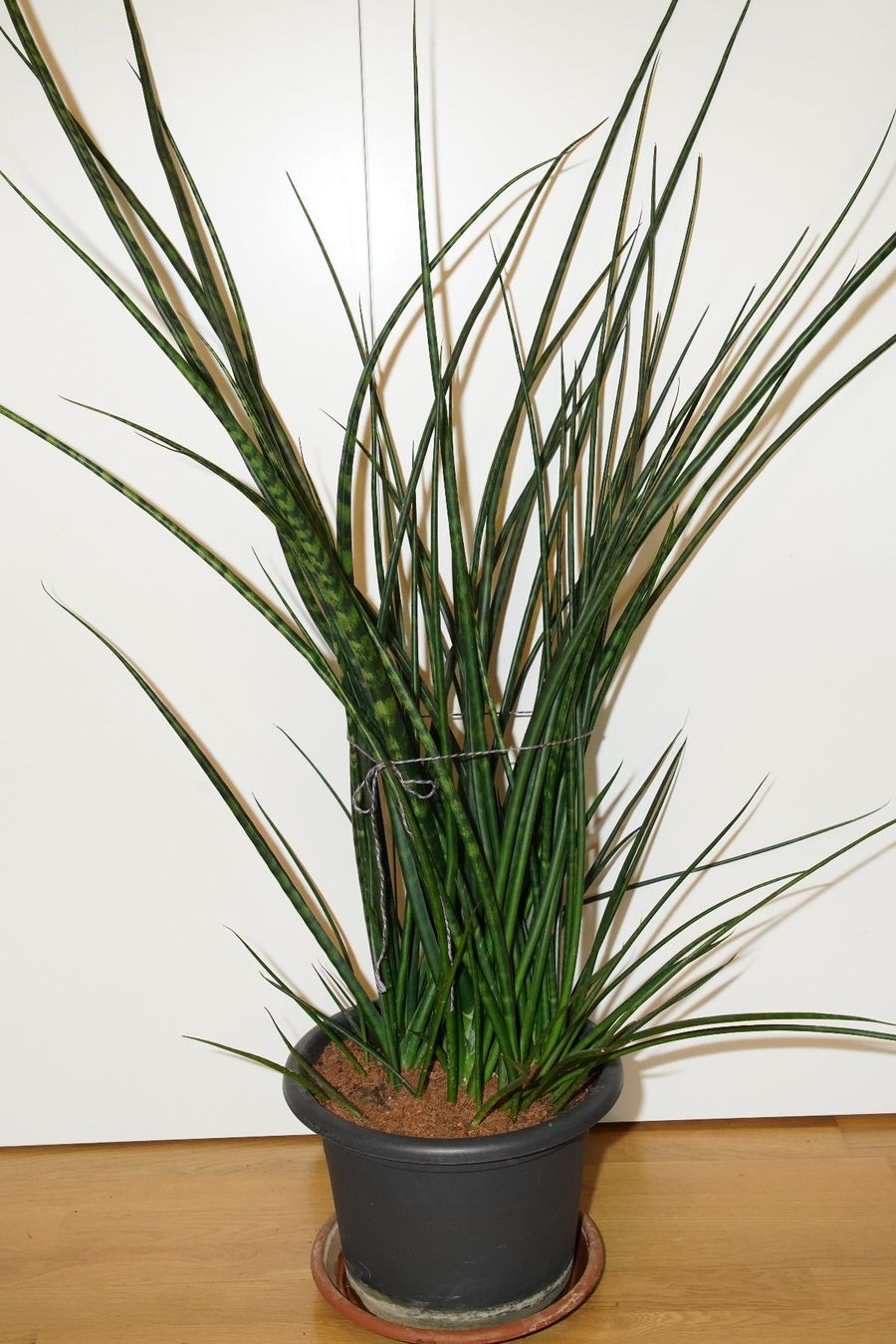 Pflanzen & Samen: Bogenhanf Sansevieria Fernwood – Gebraucht aus Wil SG von froschbiss