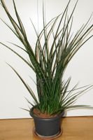 Bogenhanf Sansevieria Fernwood