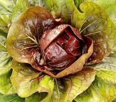 BLATTZICHORIE “VARIEGATA DI CHIOGGIA”‪