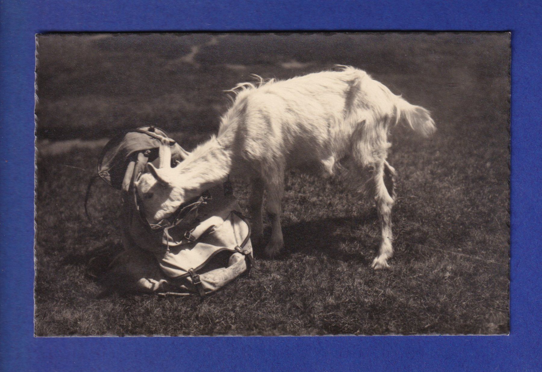 Cartoline postali: CHEVRE – Usato da Pully venduto da nicecards-shop