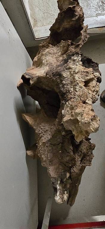 Articoli in legno: Einzigartige Savannenholz Wurzel – Usato da Horn venduto da Cyres67 2