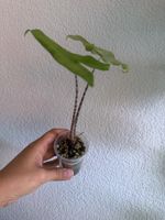 Alocasia Tigrina Superba - ab CHF 1.-🪴