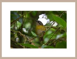 🖼️ Gerahmtes Naturfoto - Braunkopftangare aus Costa Rica