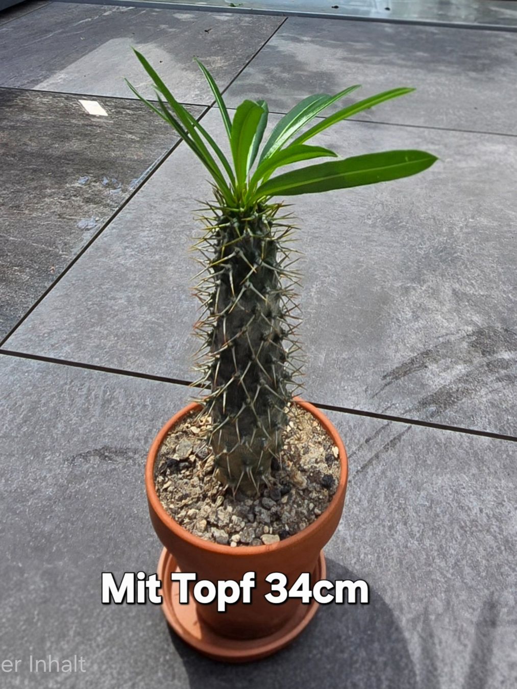 Piante & sementi: Palme Madagaskar – Usato da Aarburg venduto da Glitzerschein