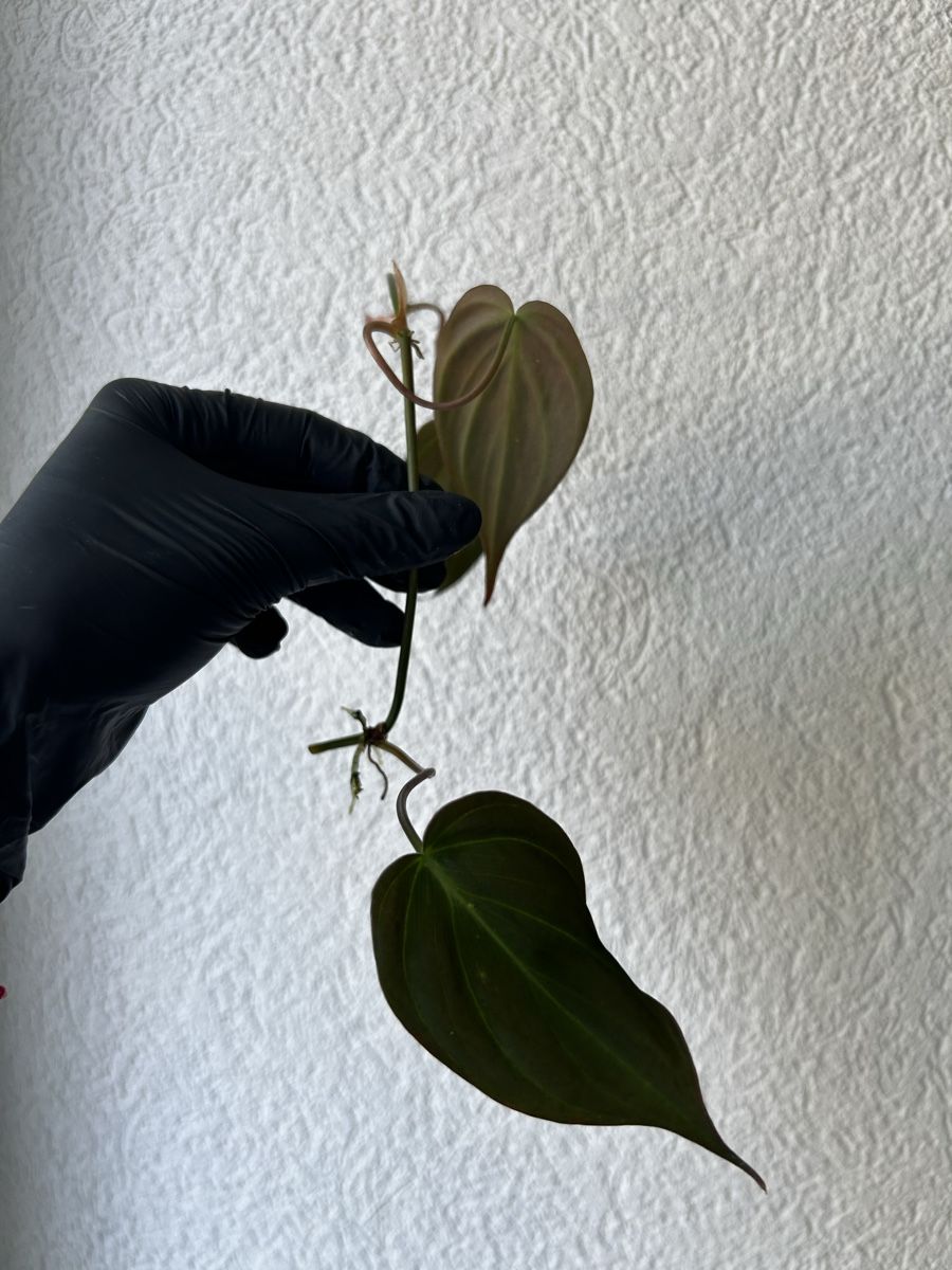 Plantes & graines: Boutures Philodendron Micans – D'occasion à Develier par mel_qd2m 1