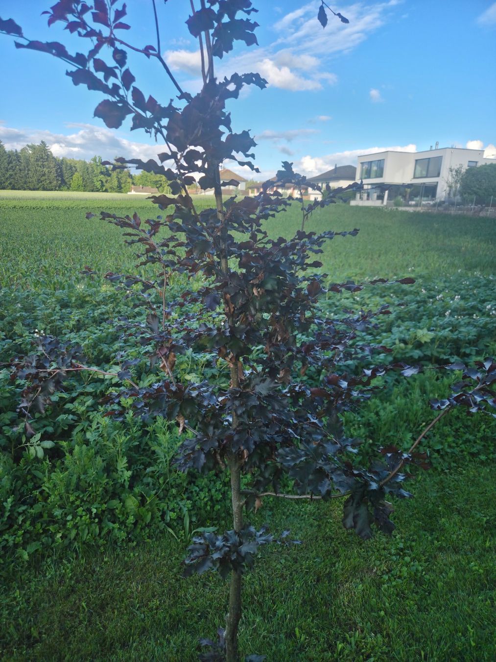 Piante & sementi: Blutbuche (purpurbuche) – Usato da Wolfwil venduto da san_7xhb