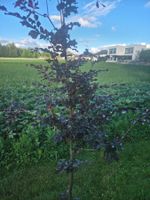 Blutbuche (purpurbuche)