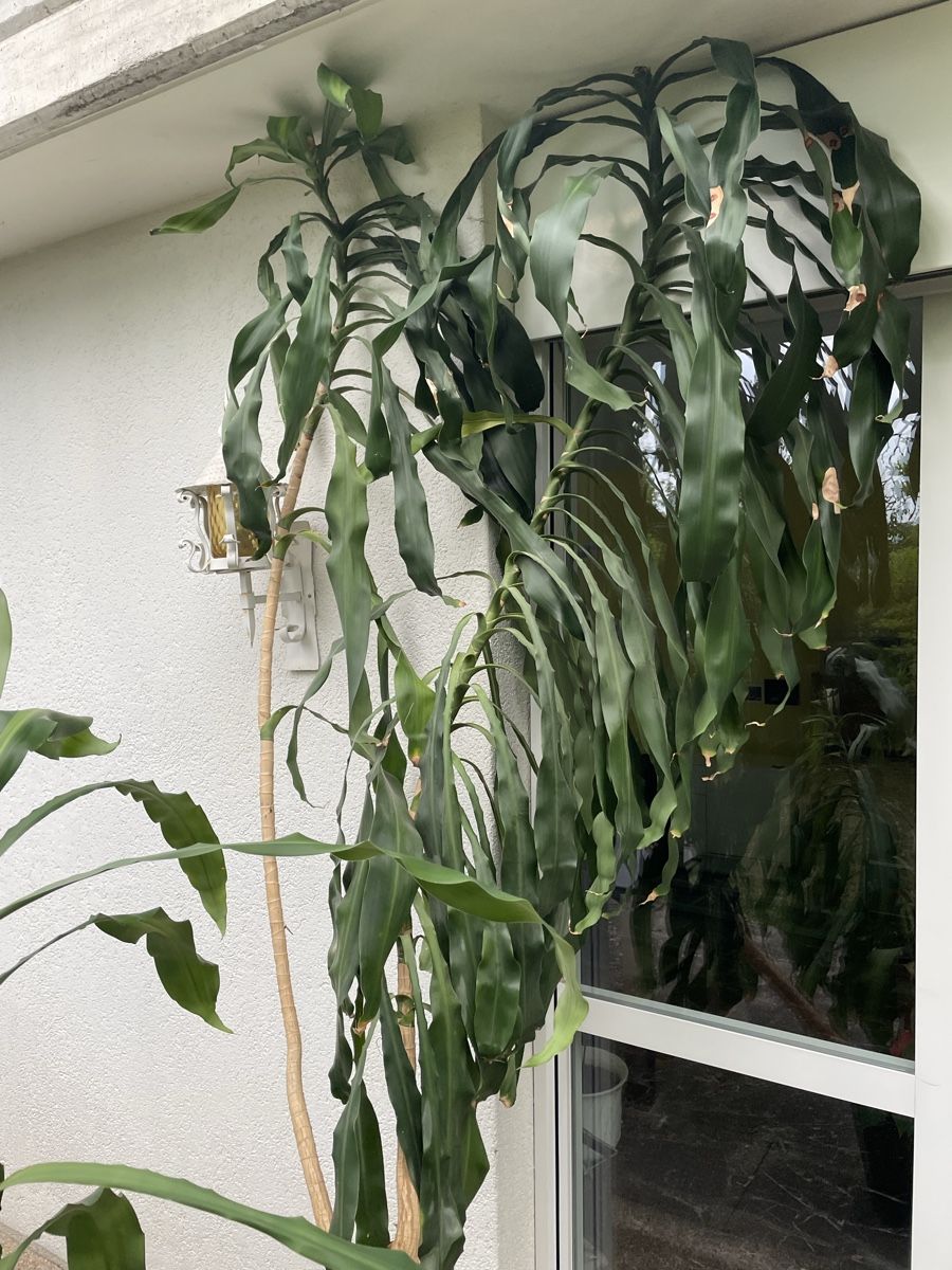 Piante & sementi: 18-jährige Palme (evtl. Drachenbaum) – Usato da Biel/Bienne venduto da Tribo85 2