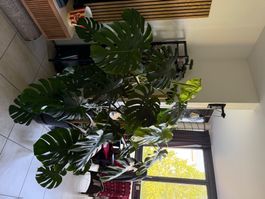 Plante monstera
