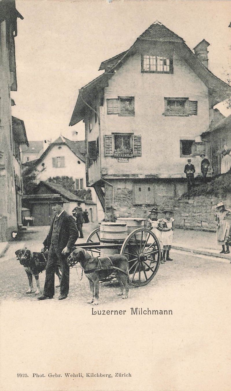 Cartoline postali: Luzerner Milchmann et son attelage de chiens anime – Usato da Biasca venduto da Blenio71
