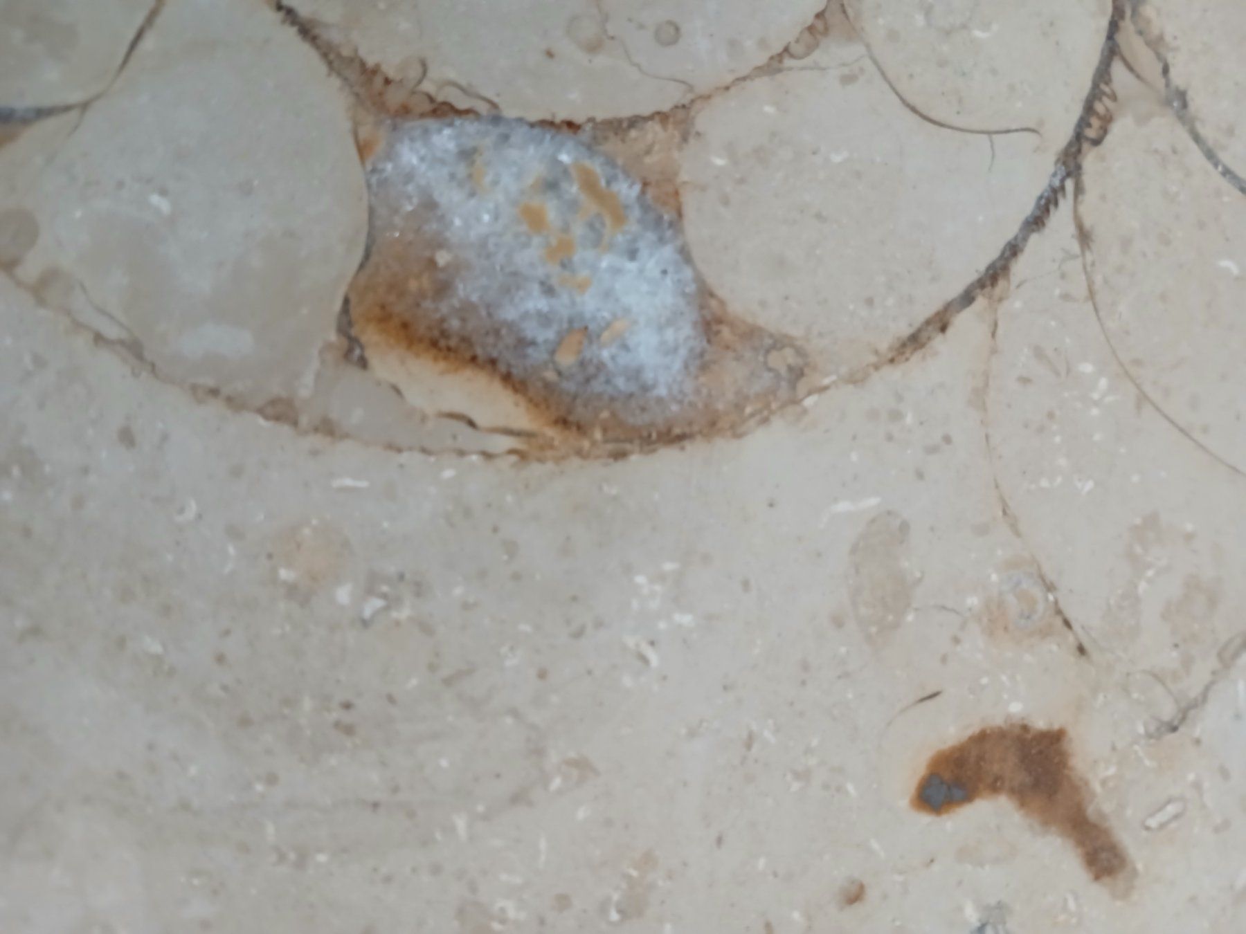 Fossili: Fossiles Ammonit im Kalkstein – Usato da Hinwil venduto da Chnap 2