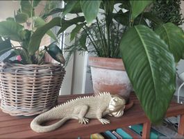 Goldene Leguan Figur / Deko-Skulptur