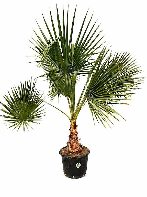 Plantes & graines: Washingtonia robusta – D'occasion à Zuckenriet par Thur_Plant