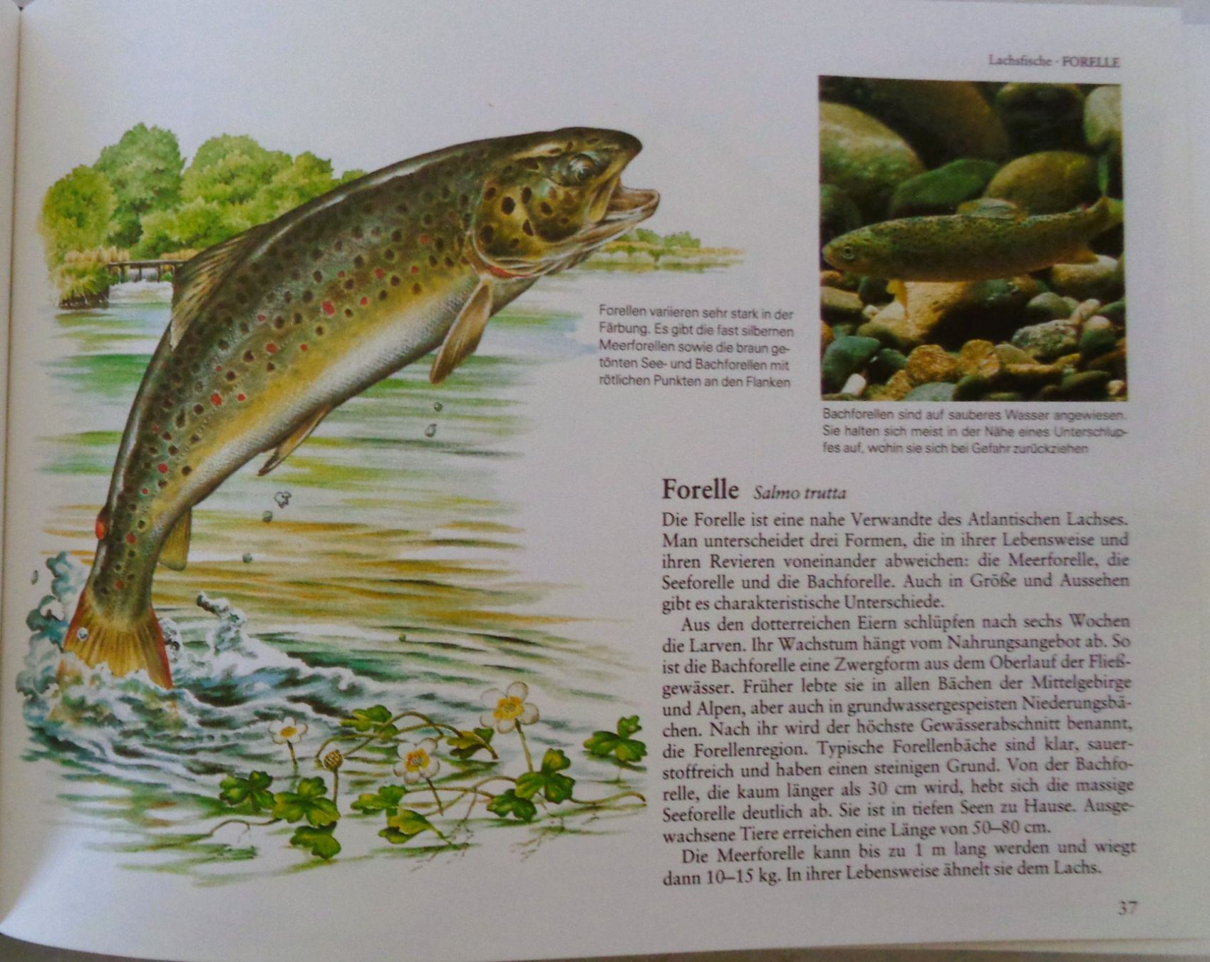 Libri: Fische + andere Wassertiere  Mitteleuropas / Buch 1986 – Usato da Bellach venduto da JingleJerry 9