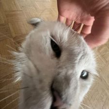 Profile image of Catnight