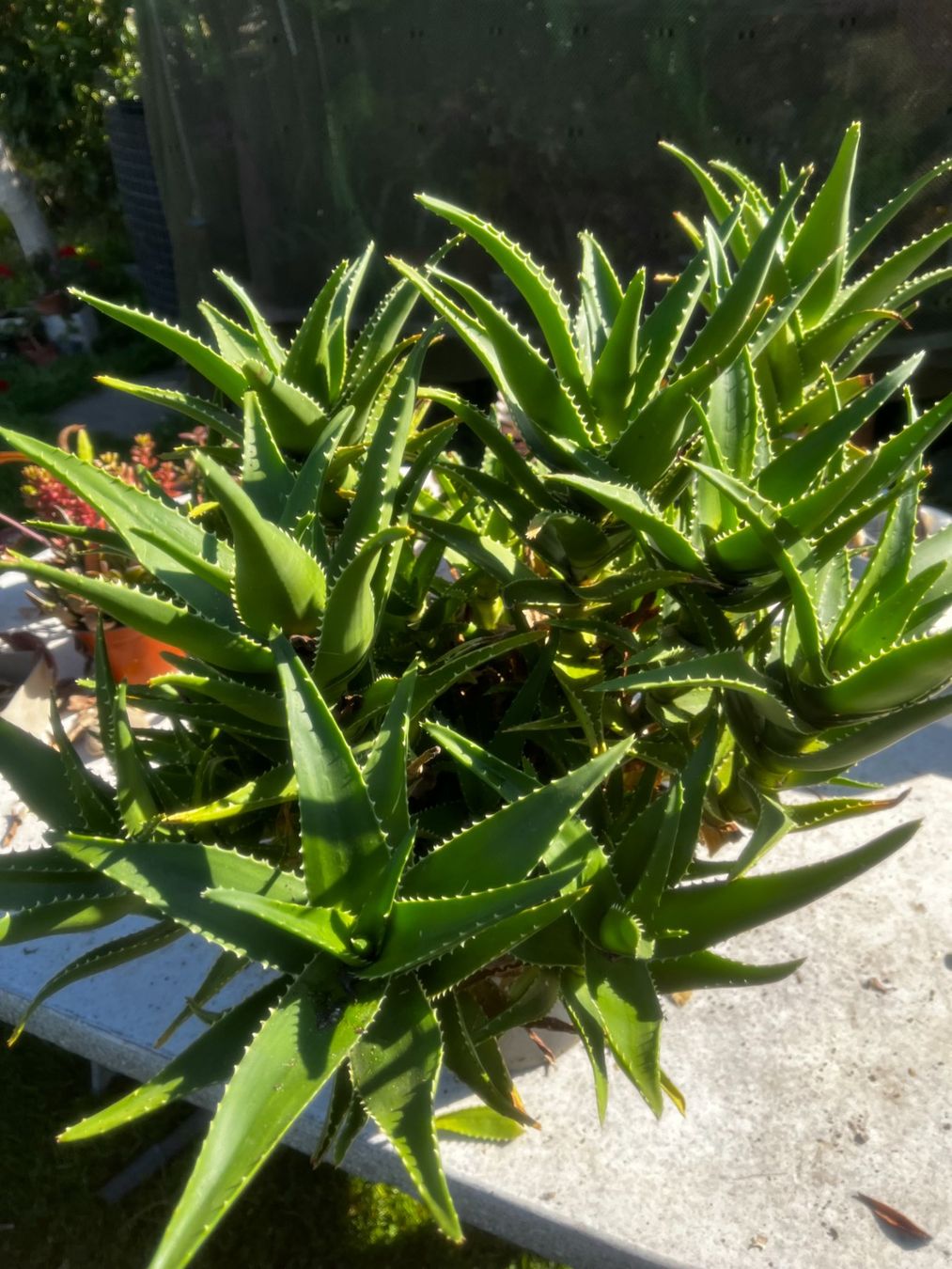 Plantes & graines: Aloe arborescens breitblättrig – Neuf (Voir description) à Vinelz par Wellensittich55
