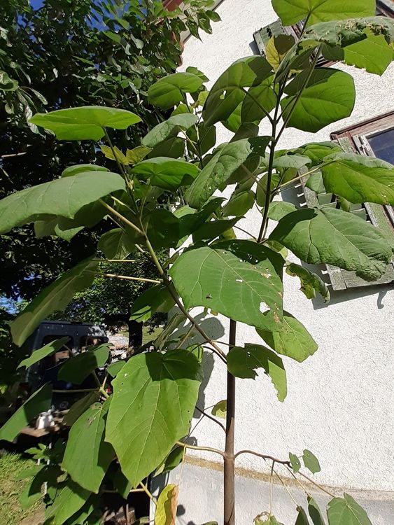 Paulowina Kaiserbaum Kiri Baum Blauglockenbaum ca. 2.90m Kaufen auf