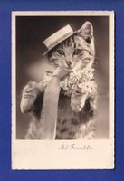 CHAT - Chapeau