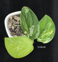 Scindapsus mangurai - Semihydro