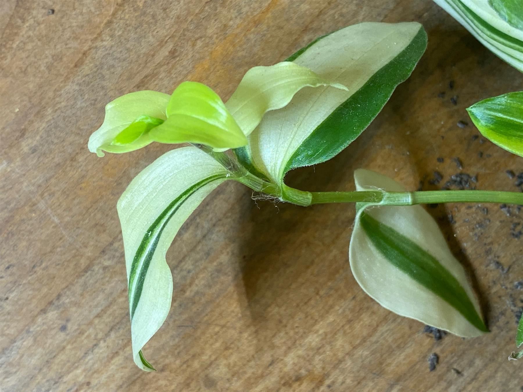 Piante & sementi: Tradescantia fluminensis variegata – Nuovo (secondo la descrizione) da Winterthur venduto da Aniger 1