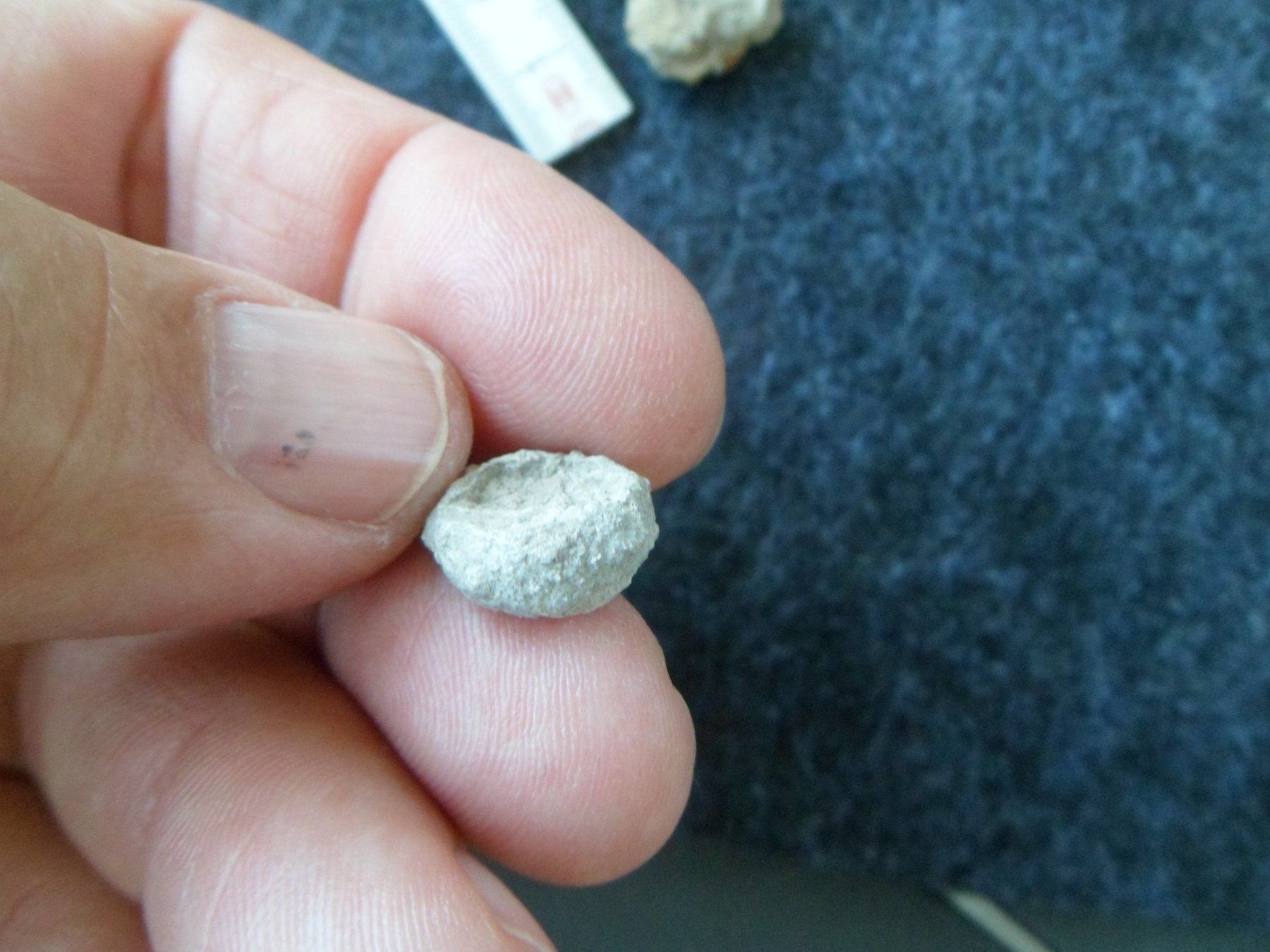Fossiles: Fossil Seeigel Schweiz – D'occasion à Affoltern am Albis par Fossil60 4