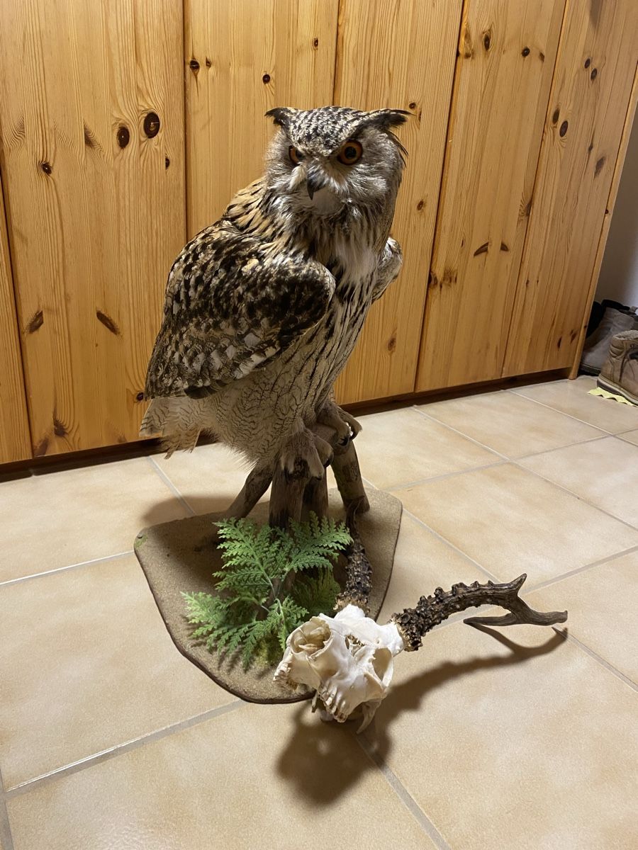 Welt der Tiere: Uhu – Gebraucht aus Castiel von gamsli1000 4