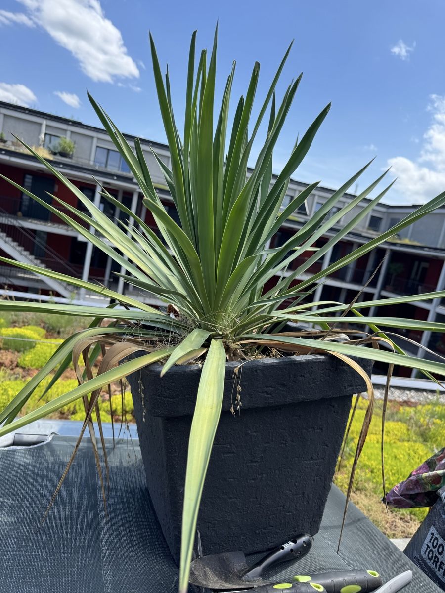 Pflanzen & Samen: Yucca Palme  – Gebraucht aus Zürich von hel_6ltj