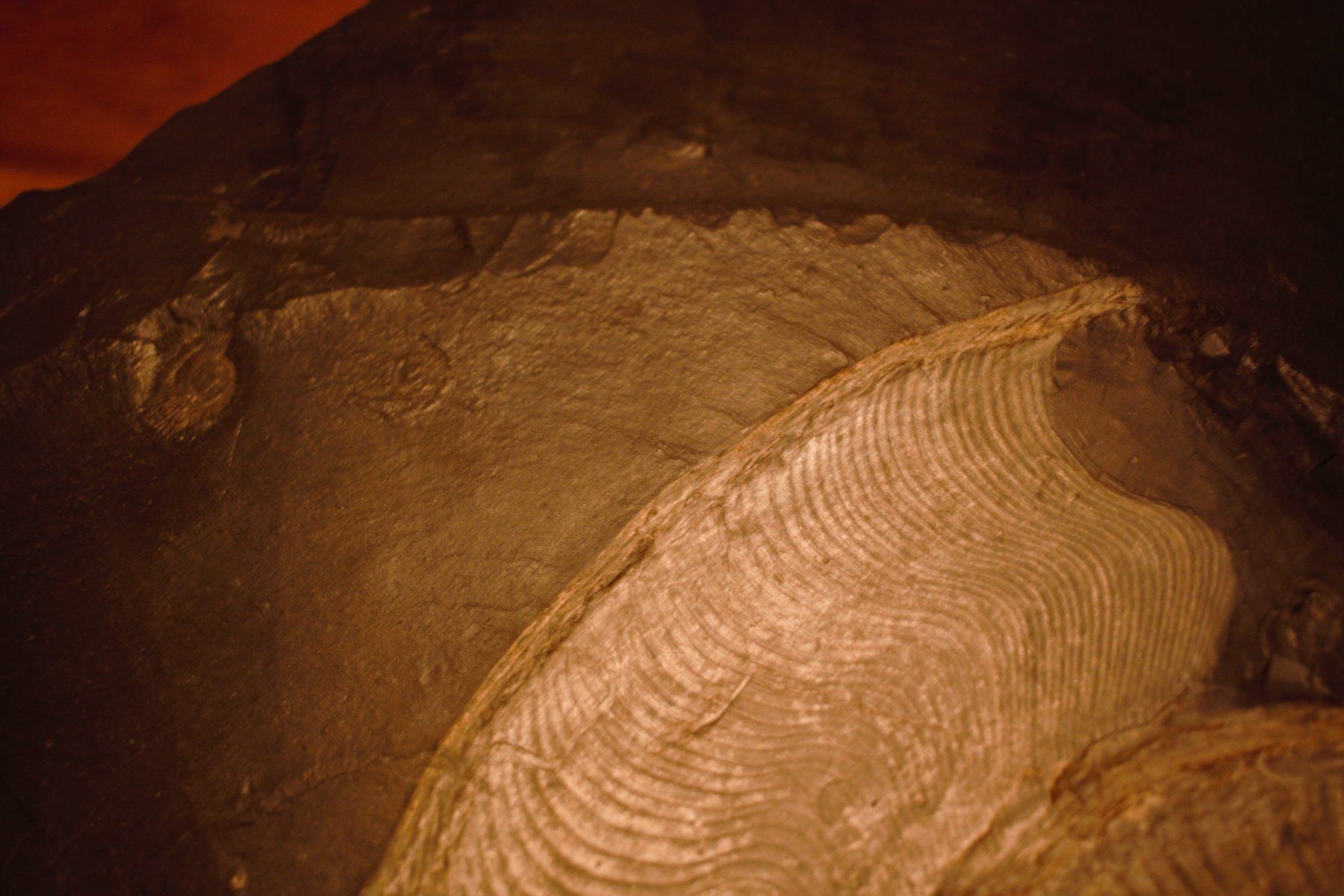 Fossili: Grosser Ammonit in Schiefer. – Nuovo (secondo la descrizione) da Besenbüren venduto da teluride89 4
