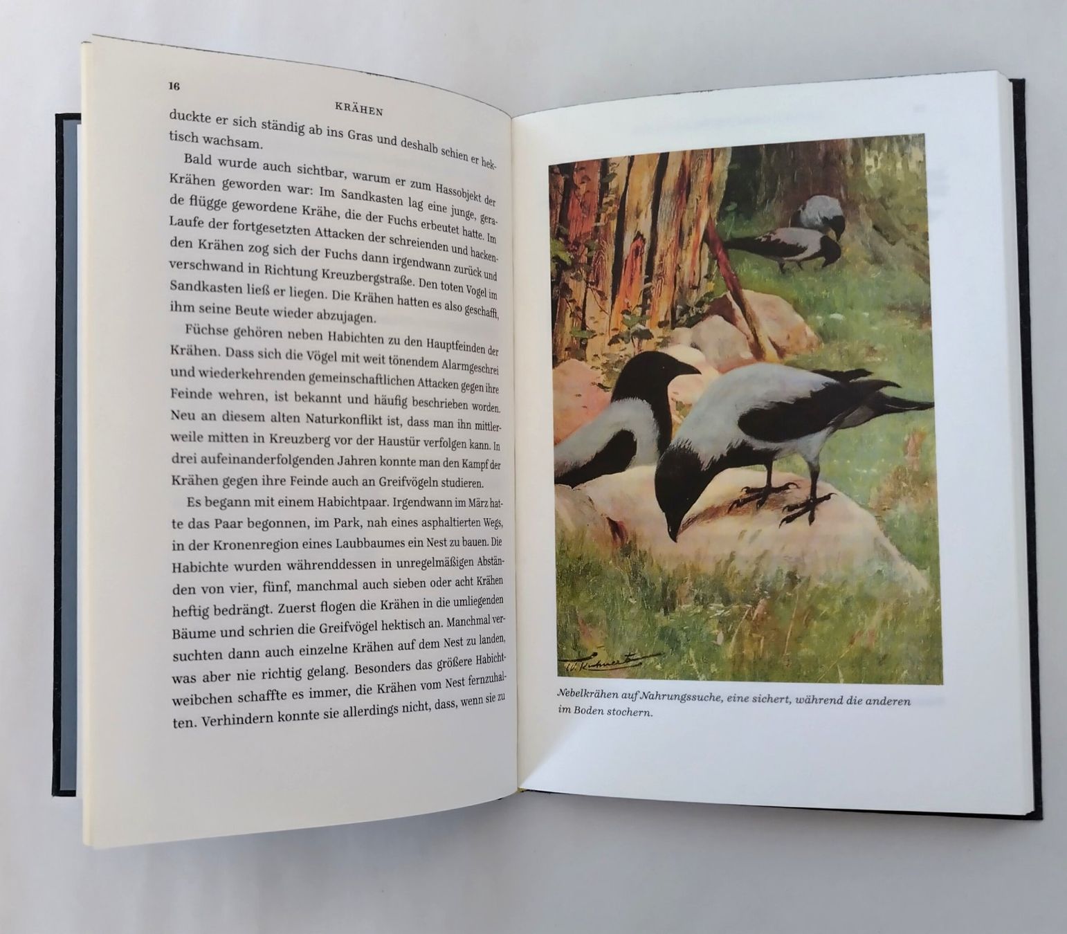 Libri: Krâhen - Ein Portrait / Vogel Buch 2013 mit 156 Seiten – Usato da Bellach venduto da JingleJerry 8
